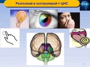 Научно шоу по Невромаркетинг